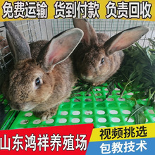 �����r���Bֳ���̓r���l�߮a���S��ɫ�����r���Bֳ�ɱ��ͻ��w����