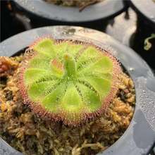 ����ʳ�xֲ�ﲶω��С����ʳ�òݲ��x�ݺ������B��һ��һ