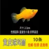 10 pieces of yellow ball Mary come with free fish food