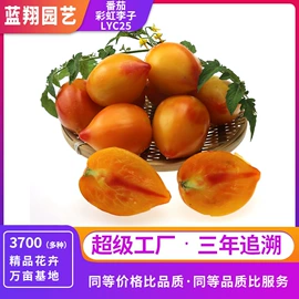 种子;种球;种苗