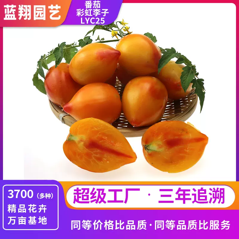 彩虹大番茄种子种苗传家宝黄红橙条甜酸生食沙拉高产阳台蔬菜籽