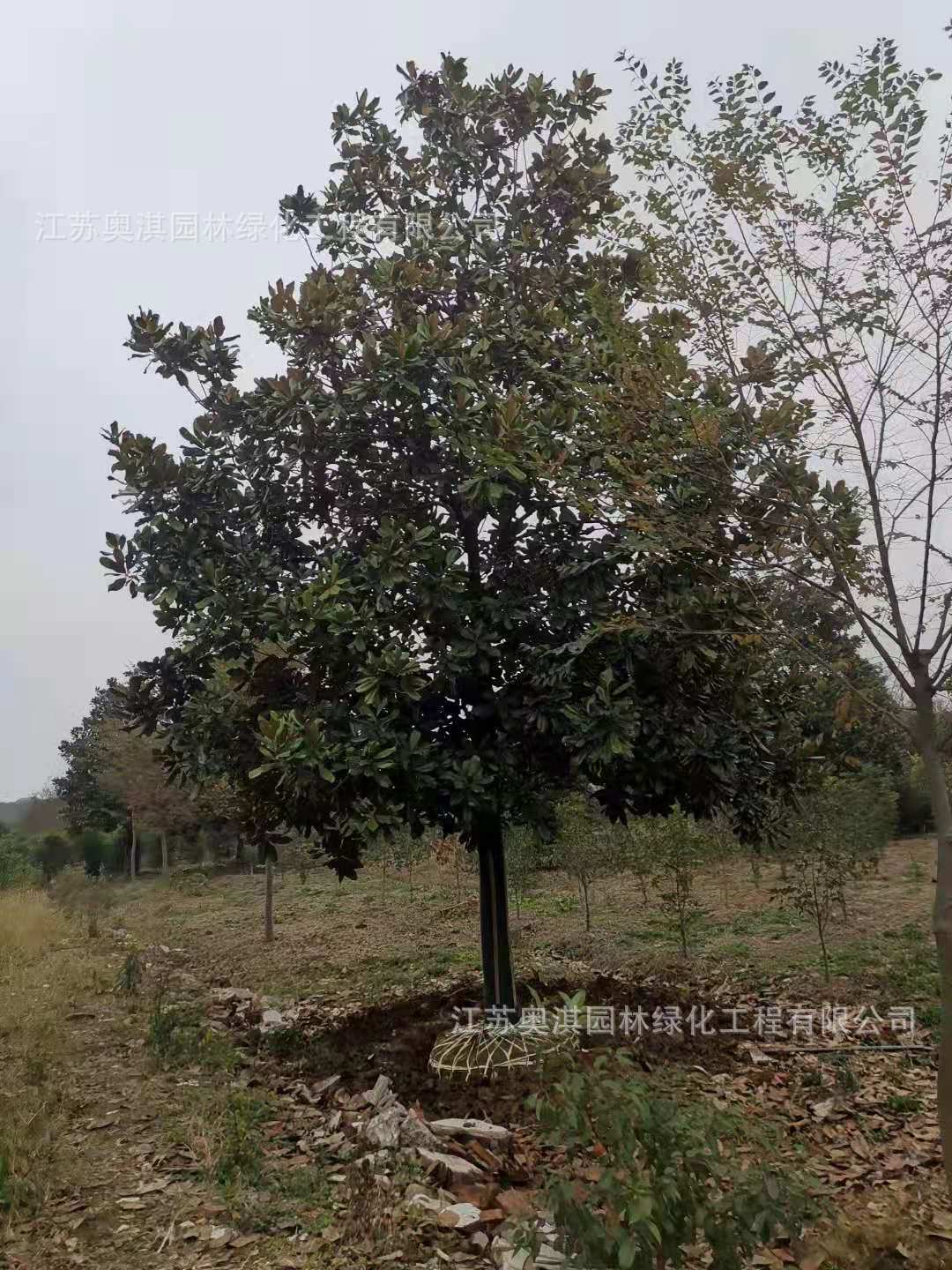 广玉兰树景观道路工程绿化苗木行道树四季常青规格齐全量大从优