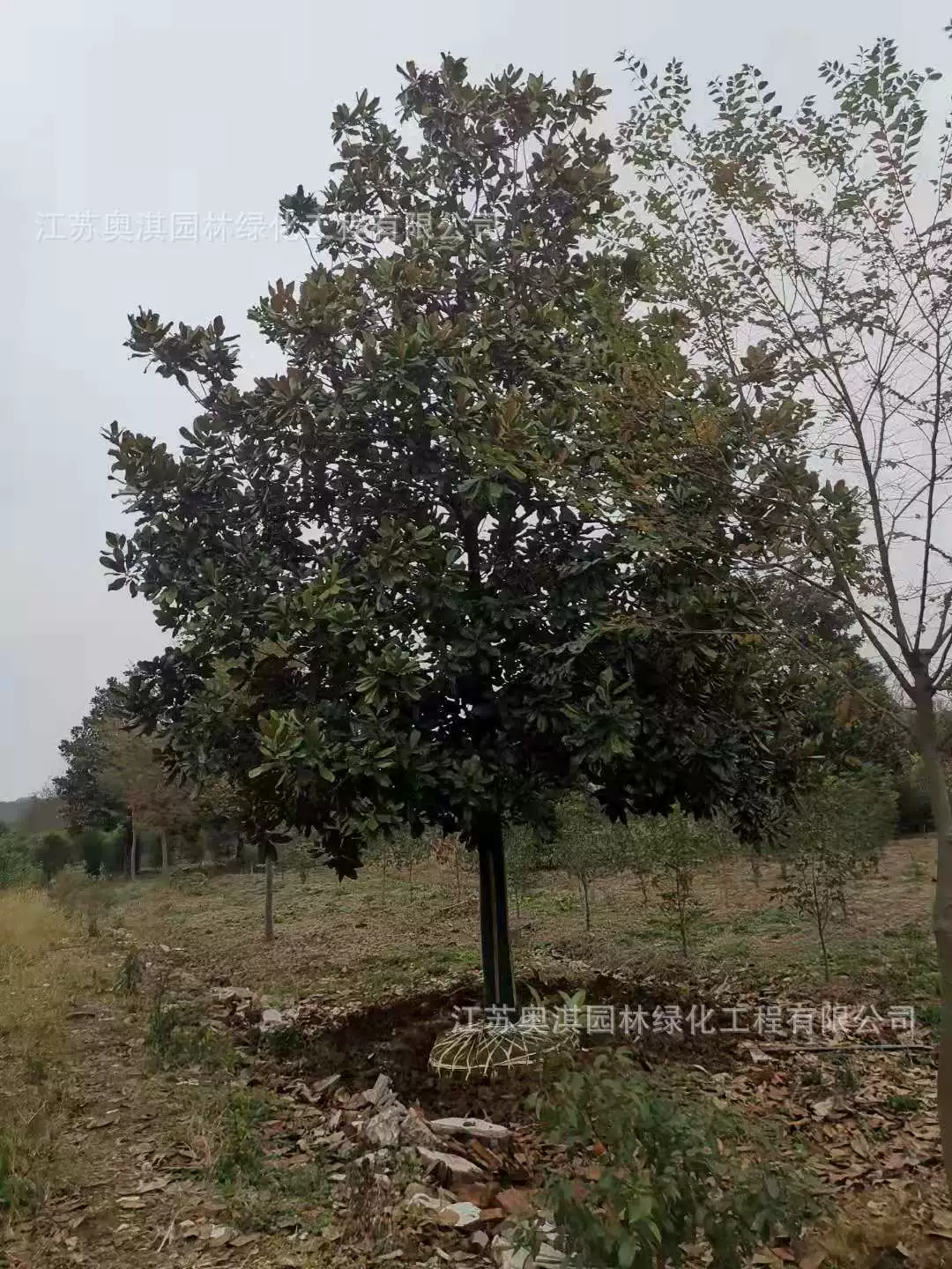 Магнолия Ландшафтный дорожный проект озеленение саженцы уличные деревья вечнозеленые все сезоны полные характеристики Большие выгодно