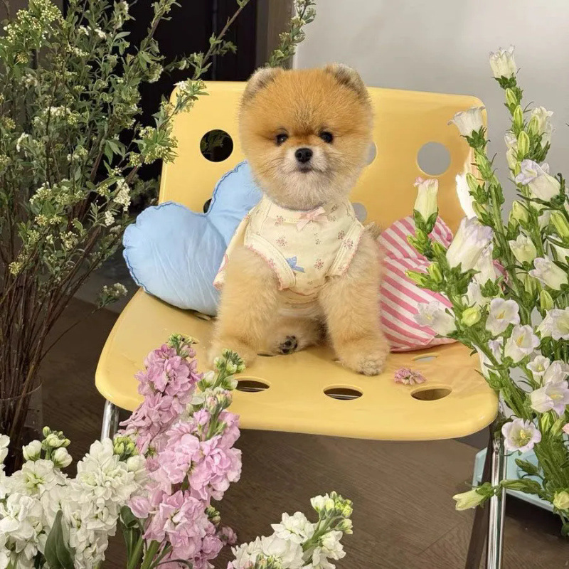 Mascotas primavera y verano dulce princesa chaleco de flores vestido para el hogar perros gatos para evitar la pérdida de ropa de perro pequeño verano