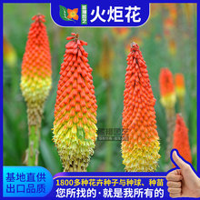 ���l��滨�N�Ӽt������ɏ�N�ѻ���ֱ�l����ă����^���ܷN��