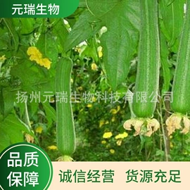 植物提取物;工业植物提取;植物香料