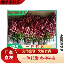 Gt~ʯСͥԺt^ʯt_eļGֲh