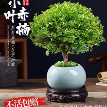 小叶赤楠老桩树苗紫檀微景观办公室四季好养金丝楠木盆栽桌面绿植
