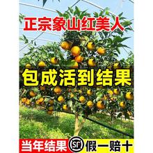 ������ɽ�t���˸����Ә����Ϸ��Nֲɰ�ǽ��ӹ������28̖������