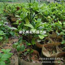 神秘果树苗 变味果苗 改变味觉酸变甜神秘果 树苗 当年结果水果苗