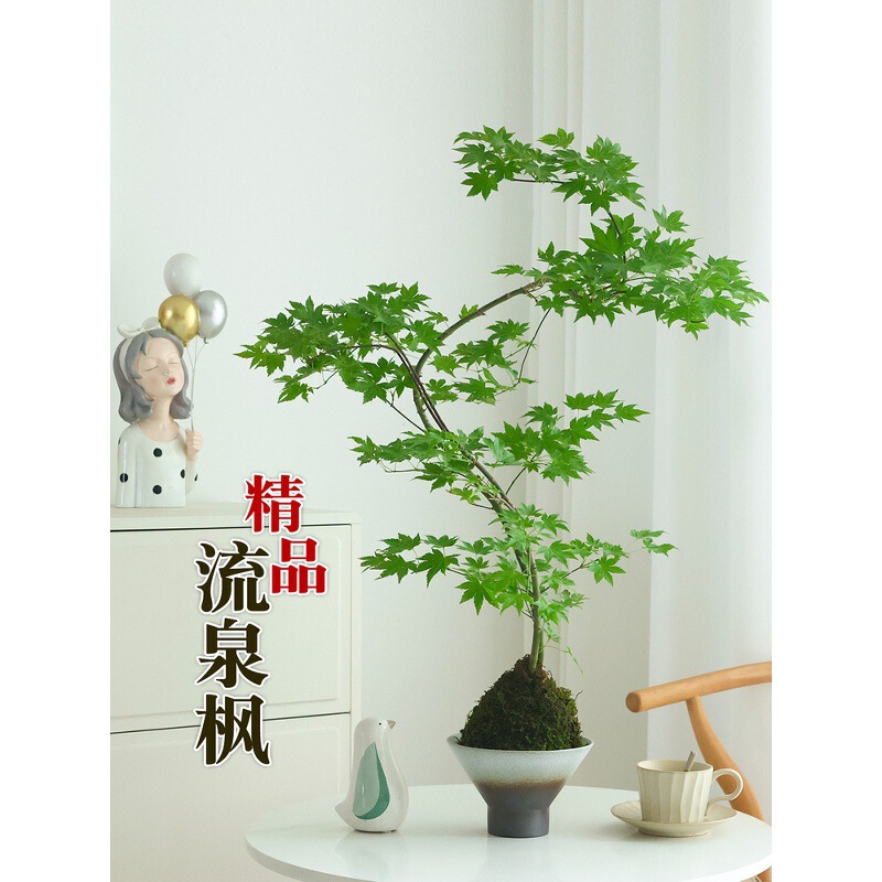 Flowing Spring Maple Green Plant Red Maple Potted Living Room Study Room Indoor Plant Japanese Red Maple Desktop Moss Ball Hydroponic Bonsai