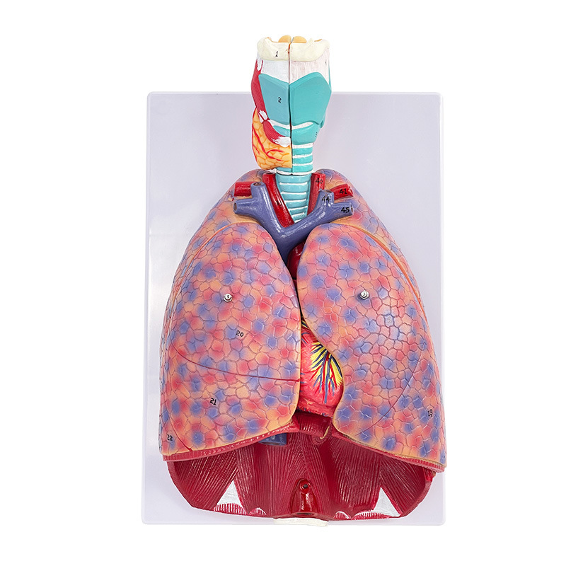 ҽ��������ķκ�����״�ٷ��������ϵͳ�β�������������ģ��