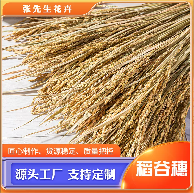 水稻干花稻谷穗厂家批发稻穗天然真花水稻干花束橱窗布景装饰拍摄