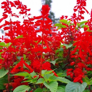 New Variety of Red Geranium Seeds for Spring and Winter Gardens, Easy-To-Grow Dwarf Red Geraniums, Suitable for All Seasons, Cold-Resistant Florals