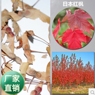 Wholesale Tree Seeds Japanese Red Maple Seeds Pentagonal Maple Acer truncatum 12 Maple Color Leaf Tree species