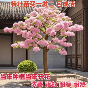 �û�����ļ����ں��ͺ�ͥԺ�̨���L���仨�����K�e���������B��