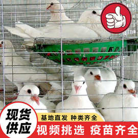 白羽王幼苗多少钱一只大体型元宝鸽子市场价格直销美国落地王种鸽