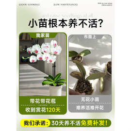 蝴蝶兰盆栽带花苞花剑兰花卉苗室内客厅阳台绿植物全国四季好养活