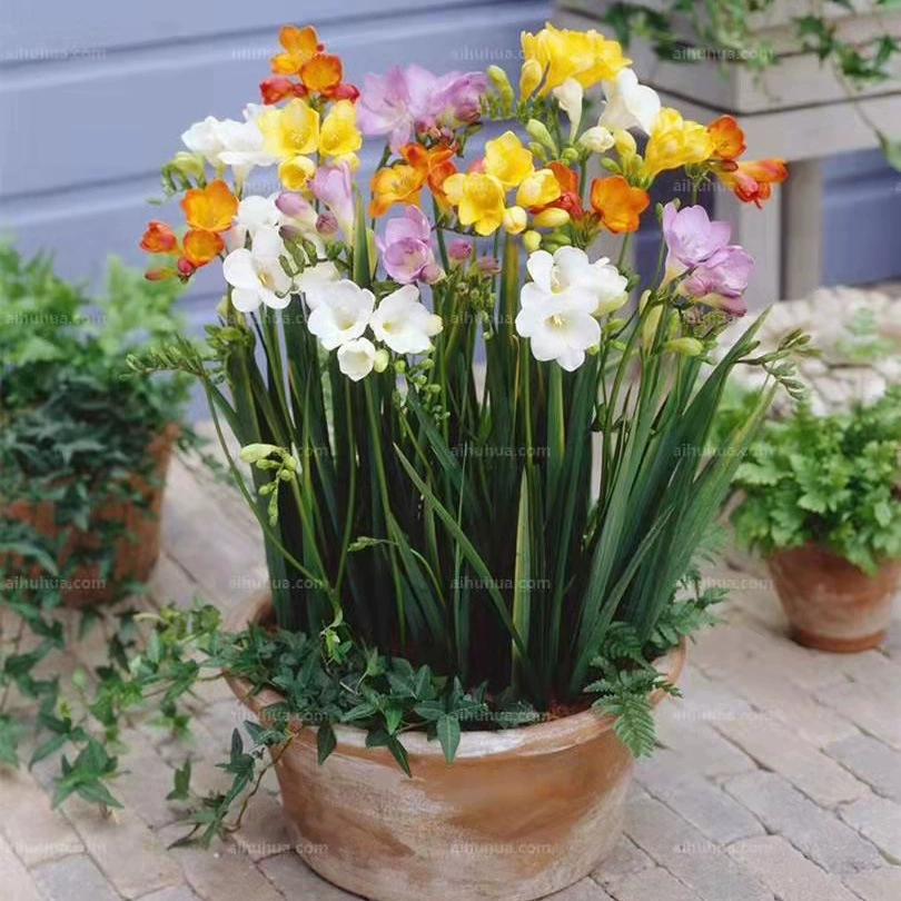 Фрезия Горшок комнатные и уличные цветы Посадка многолетних четырех сезонов Цветение морозостойкие живые Ароматические Цветы