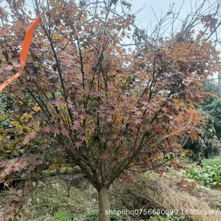 ���_����