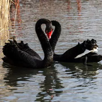 正宗黑天鹅苗活体幼苗高存活易饲养黑天鹅幼崽批发零售提供养殖指