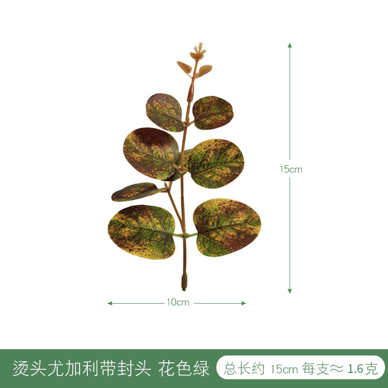 烫头尤加利带封头 花色绿