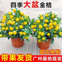 �ļ��۽�����Ԏ����҃��̨�͏d�ļ��_�����������Ә�����辰