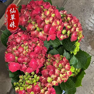 �������� ���ɻ�������һ��[�����G�����Rֲ�� �@�־G����������