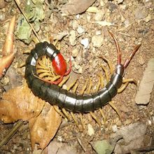 土元活虫蝎子鲜活蜈蚣活的活水蛭鲜活马蜂活的龙鱼斗鸡宠物饲料