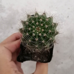 ����ֲ�����l �s3-4cm �ʲ� ������ ��� ���������҃��辰