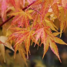 日本红枫 日本日出 红枫树 盆景园艺素材枫树四季红枫树