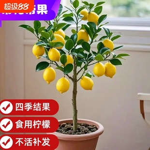 癎ʘԎGֲ̨҃ͥԺֲļYˮʘ