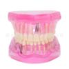 Dental teaching model doctor-patient communication model comprehensive case model removable dental model implant restoration model