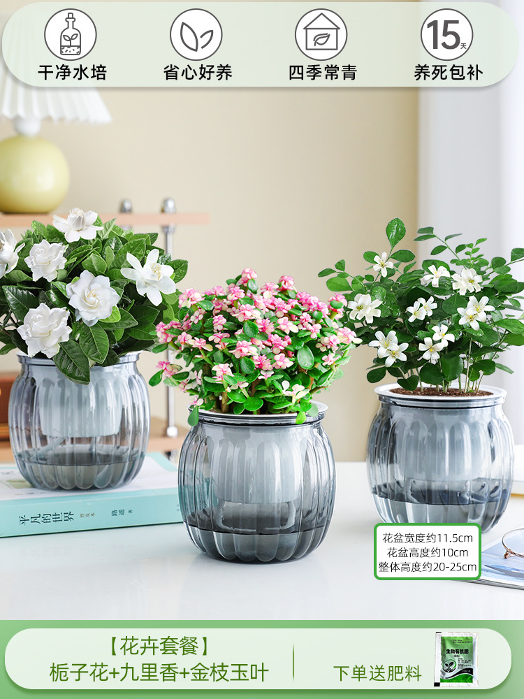 [꽃패키지] 치자나무 + 구리향 + 황금가지와 옥잎