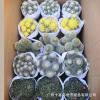 Base direct criticism of cactus cactus, mixed coral stick, Wanzhong Mountain Golden Make Palm In indoor desktop succulent