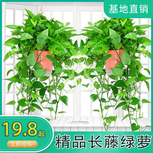 Long Vine Green Radish Base Direct Sales Hanging Indoor Hydroponic Spider Orchid Absorbing Formaldehyde Flower Plant Potted Wall Climbing Long Vine Model