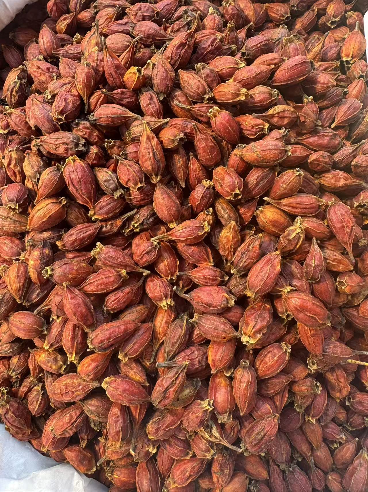 Dried Gardenia Fruit Zhi Zi 1000g Whole Herbal Tea Ingredient for Decoction and Culinary Use specifications