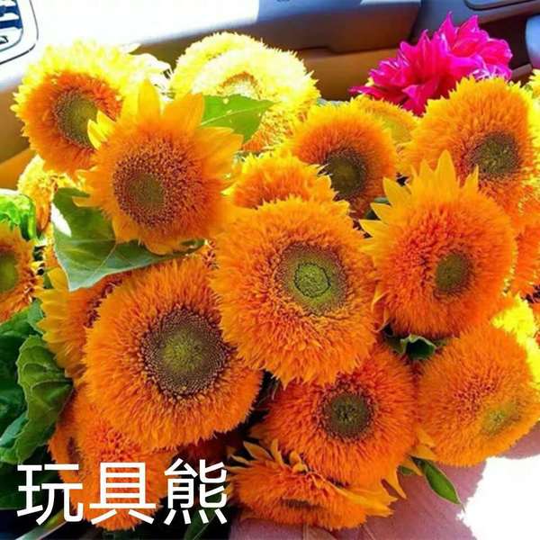 Sunflower Seeds to see edible flowers and flowers