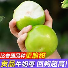 【精品】台湾牛奶大青枣新鲜水果当季甜脆枣子蜜枣牛奶枣大枣现摘