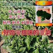 农家小叶菠菜种子种籽耐寒秋冬季阳台四季盆栽蔬菜小青菜波菜