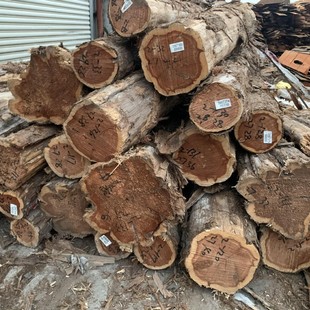 ��ľ �t��� �tѩ��  �t�İ� �۲��Ϲײ��� �Ҿ���