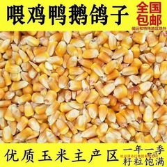 干玉米批发100斤养殖玉米散装玉米粒喂鸡鸭鹅猪鸽子钓鱼打窝包邮