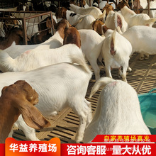 ����ɽ���Bֳ������ɽ��С����̥����ĸ�����õķN����