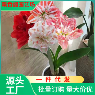 Amaryllis Red Wax Ball Sealing Wax Double-Flowered Bulbs Four-Season Flowering Plants Balcony Green Plant Potted Plants Easy to Maintain New Year's Eve Delivery