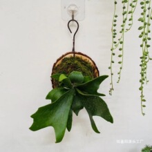 �Ғ�ާ��ֲ����ާ�¹�Ǒ����^�~ֲ��ֲ��¹��ާֲ���᪒��̦�\