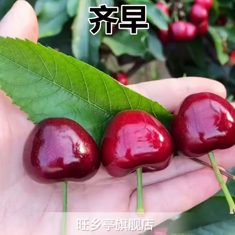 모든 일찍 죽은 묘목(당년에 열매를 맺는 5년생 묘목)에 대한 보상이 보장됩니다!