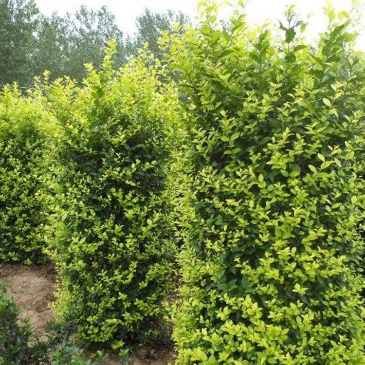 Базовые поставки золотистых колонн из самшита для дорожных живописных ограждений и проектов по зеленению автомагистралей, полная спецификация золотистых колонн из самшита.