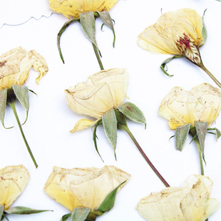 Wholesale Handmade DIY Material Kit with Beige Rose Dried Flowers Pressed on Branches, Plant Specimens, Real Flowers, and Trees