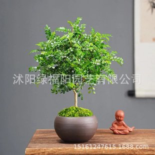Fragrant Wood Pepper Wood Potted Plant Bonsai Beautification Air Green Plant Indoor Mosquito Repellent Refreshing Sleep Aid Green Plant