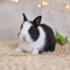 Black and White Duwu Bunny ❤️❤️ Wrong ❤️❤️